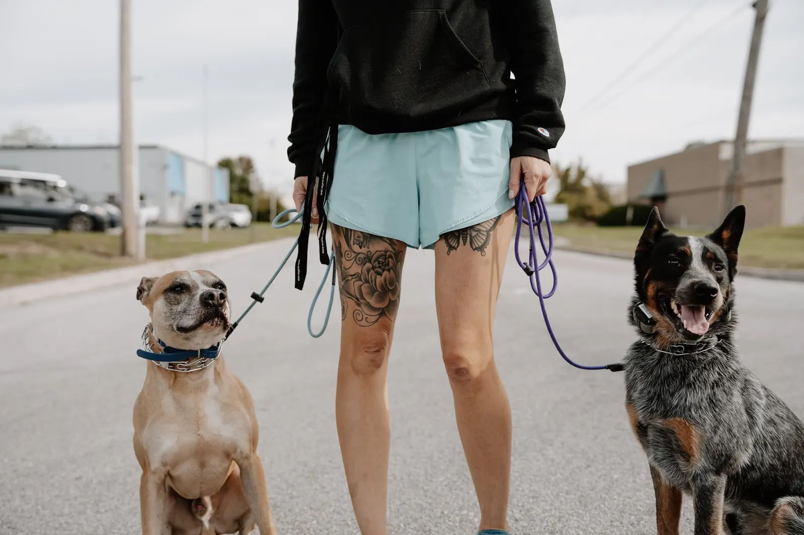 Trainer working two dogs on leash
