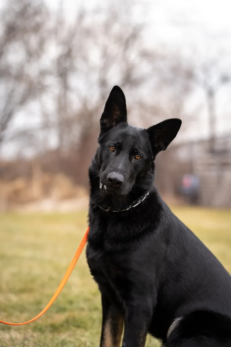 Black shepherd sitting in a field