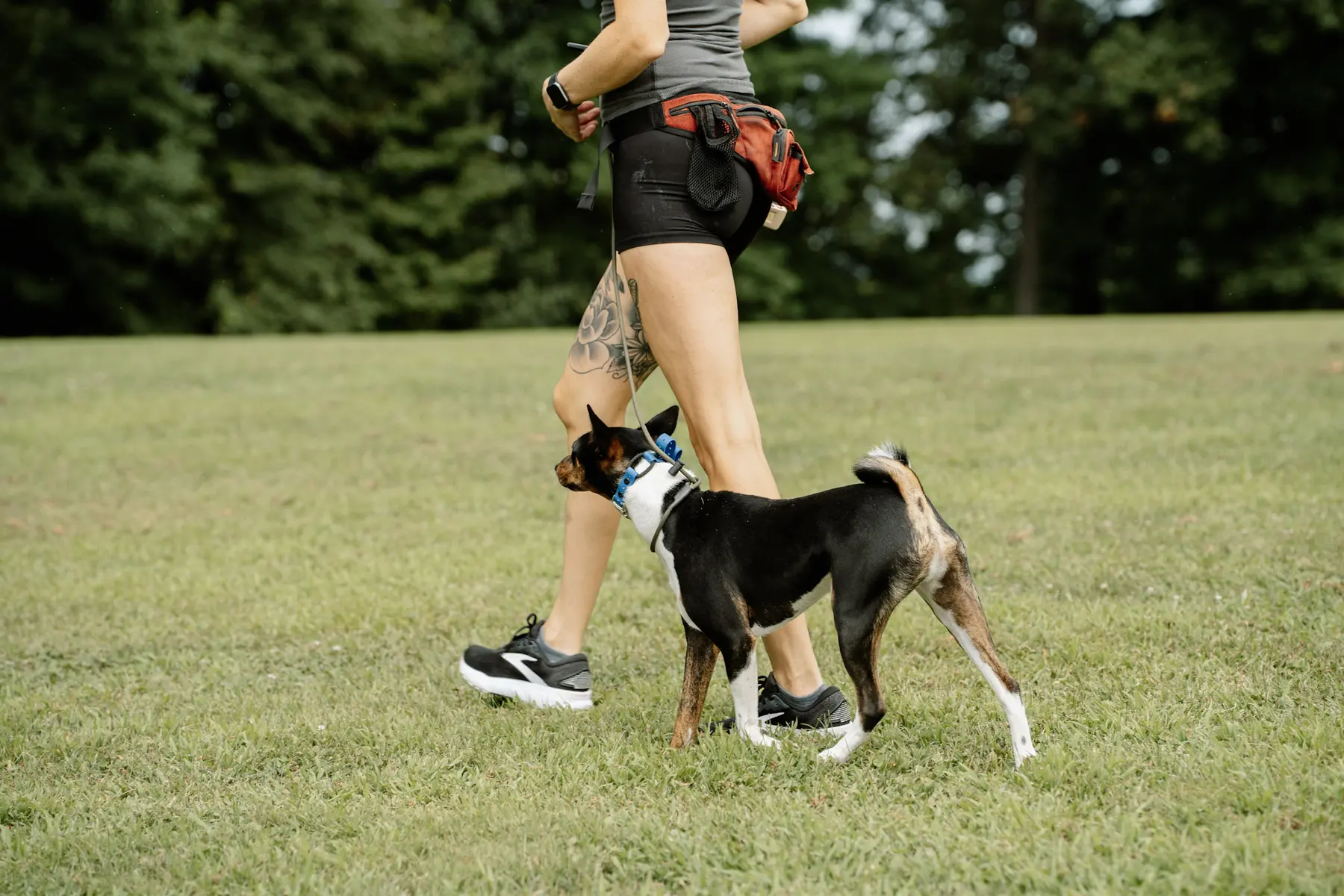 Dog heeling beside a trainer on a field