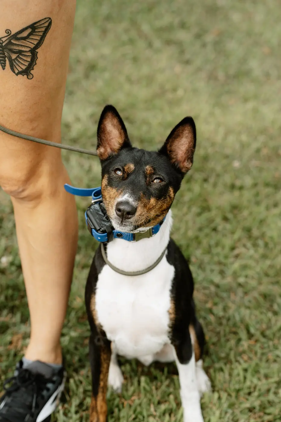 Dog sitting calmly beside its handler