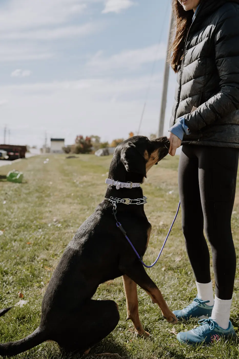 Trainer rewarding a dog during a training session