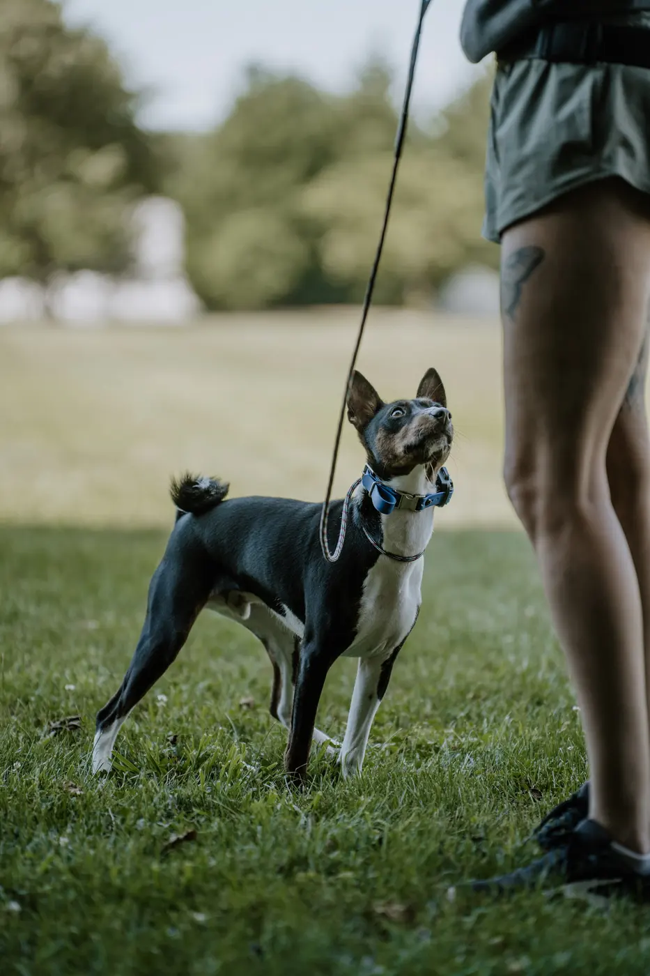 Dog training on leash with a trainer