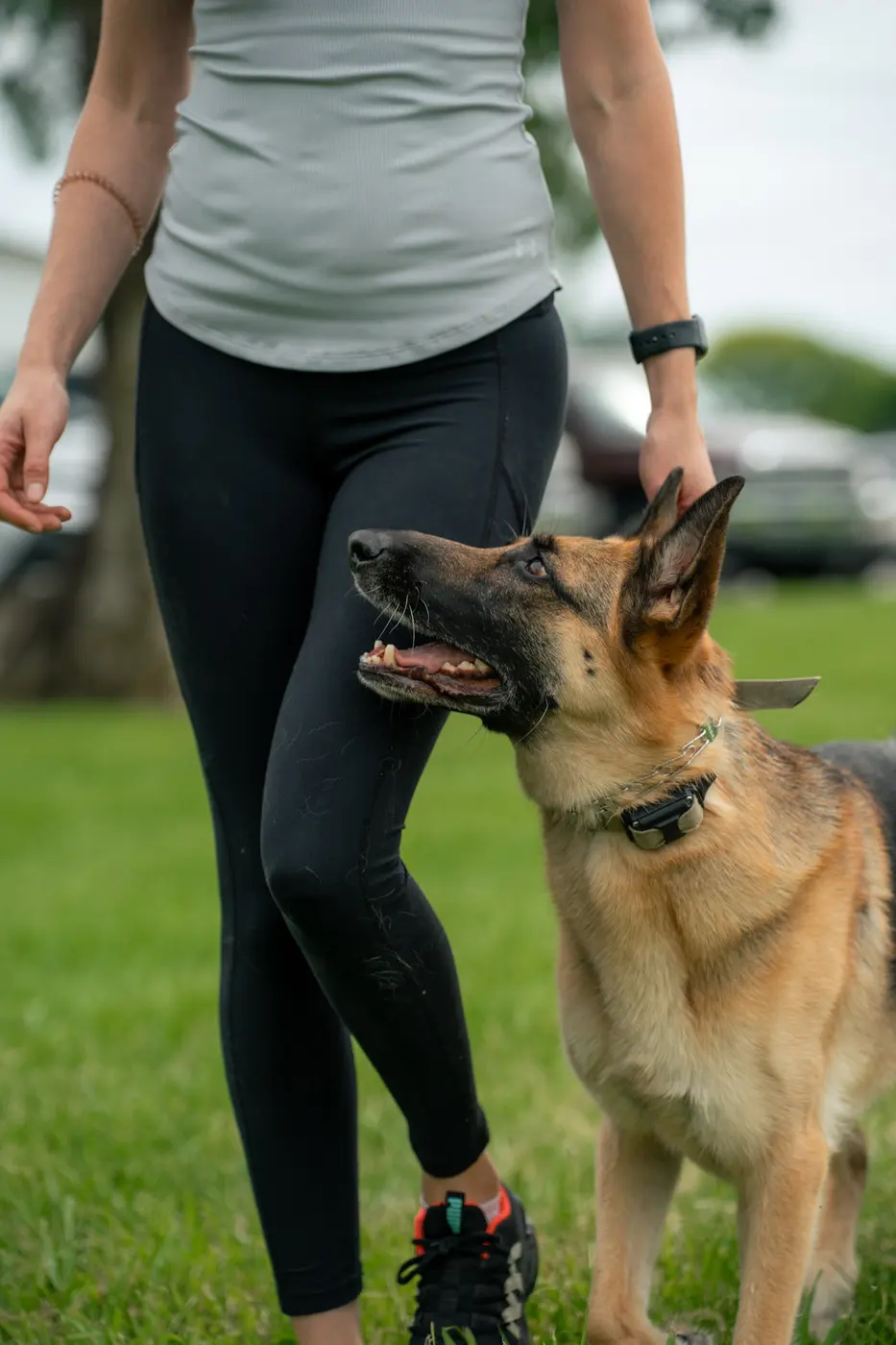 German shepherd standing beside its handler