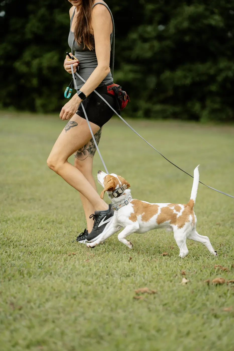 Trainer walking a dog at heel on grass